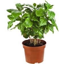 Coffea Arabica